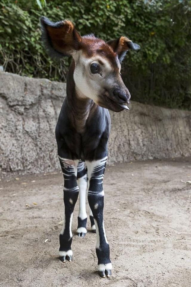 甜词  可爱壁纸 小象和兔子的故事，微信头像，甜词  可爱壁纸 小象和兔子的故事（42张活久未见的动物婴儿照片）