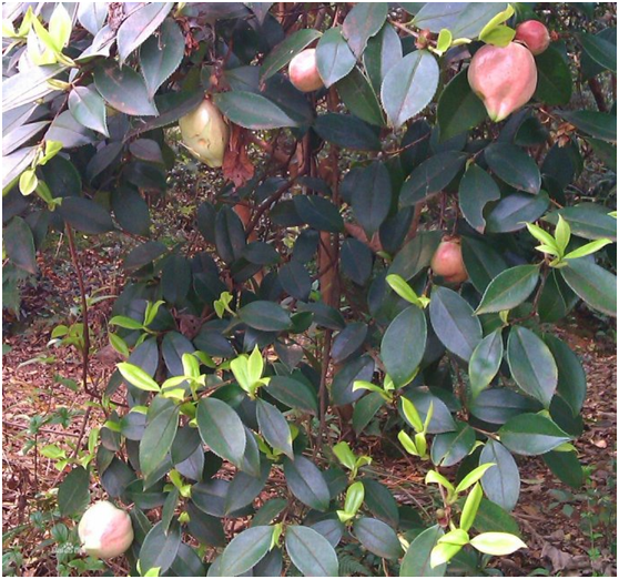 湖南有哪些特色水果，湖南人最全山里野果子