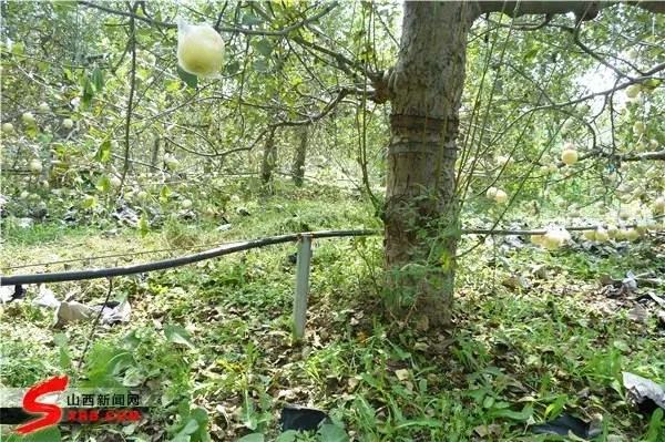 黑光灯价格多少钱，黑光灯的价格（如何科学地降低果园管理成本）