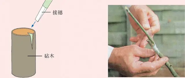什么是无性生殖，嫁接为什么是无性生殖（生物的无性生殖知识点）
