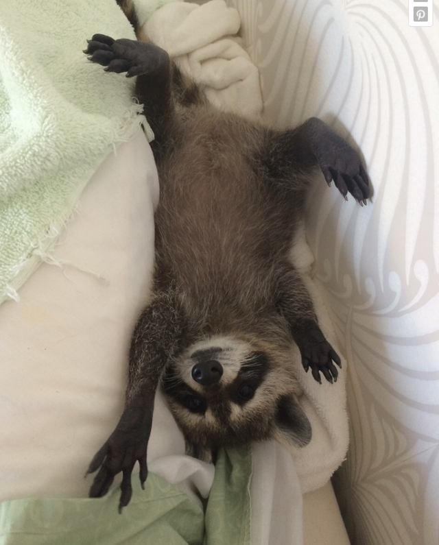 小浣熊图片，有一只浣熊做宠物是一种什么样的体验呢（小比熊图片）