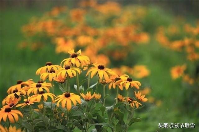青山绿水下一句，青山绿水下一句是什么（秋日好词：青山绿水）