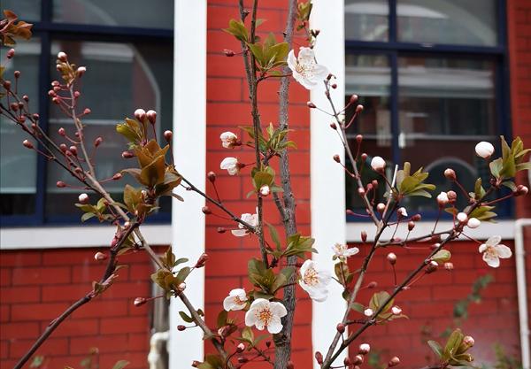 丛生红叶李怎么种植，红叶李种植标准株距（红叶李种植时间及管理技术）