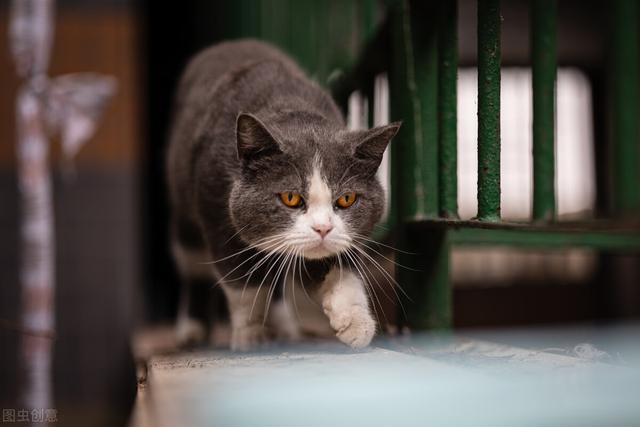 猫都有什么品种，猫咪都有哪些常见品种（猫界8大常见猫咪品种）