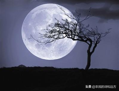 婵娟是什么意思，水调歌头婵娟是什么意思（苏轼的《水调歌头》有多美）