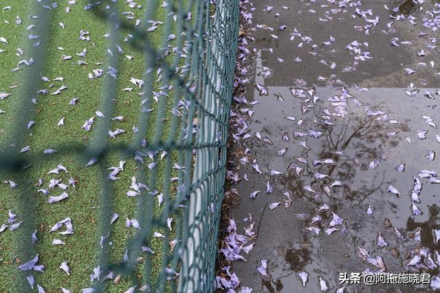 蓝花楹的花语是什么，蓝色花楹的花语（惊艳了初夏的那一抹紫）