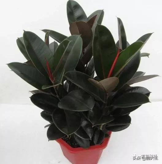橡皮树的寓意是什么，花匠带你养花之橡皮树养护知识大全