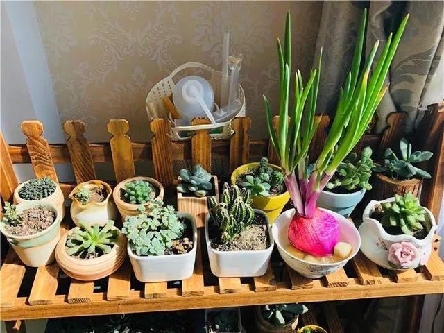 家里有鼻涕虫怎么消灭，鼻涕虫怎么彻底消灭（自制天然杀虫水）