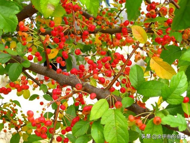 稠李，稠李树，盘点东北独有的野生水果（稠李树图片大全）