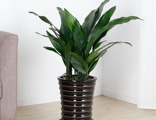 什么藤蔓植物喜阴，喜阴的爬藤植物有哪些（可养8种喜阴的植物）