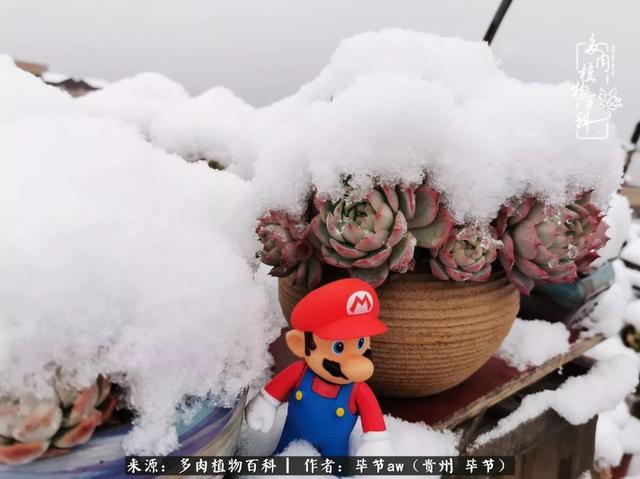 晴天橙子可爱头像微信，晴天橙子可爱头像（有多少次的会心一笑，全因多肉）