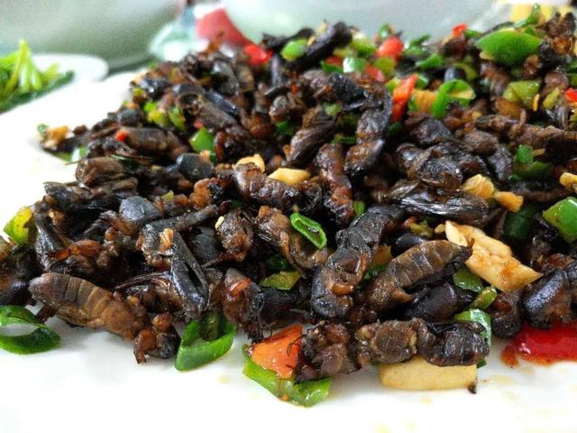 蝼蛄是什么动物,蝼蛄是益虫还是害虫(被人们称为"土狗子")
