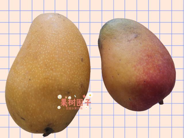 芒果共有几个品种哪个最好吃，芒果集中上市“忙着降价”