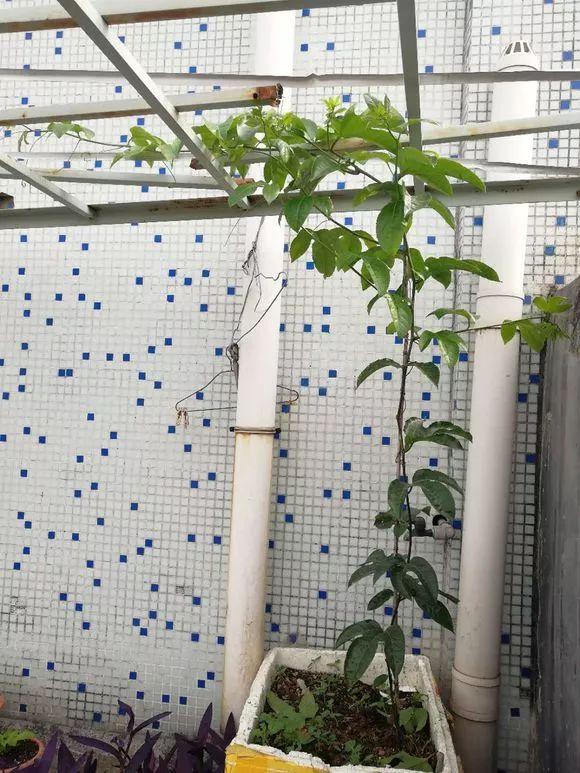 霸王花是火龙果的花吗，昙花、霸王花、火龙果花和令箭荷花的区别（奶奶把一根枝插土里）