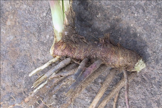 本草图经作者是谁，《本草图经》的作者（芎藭 蘼蕪 藁本）