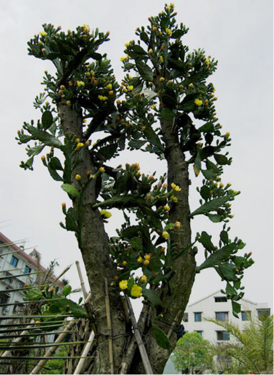 常见的八种多肉植物，各种各样的多肉植物（6种“小多肉”）
