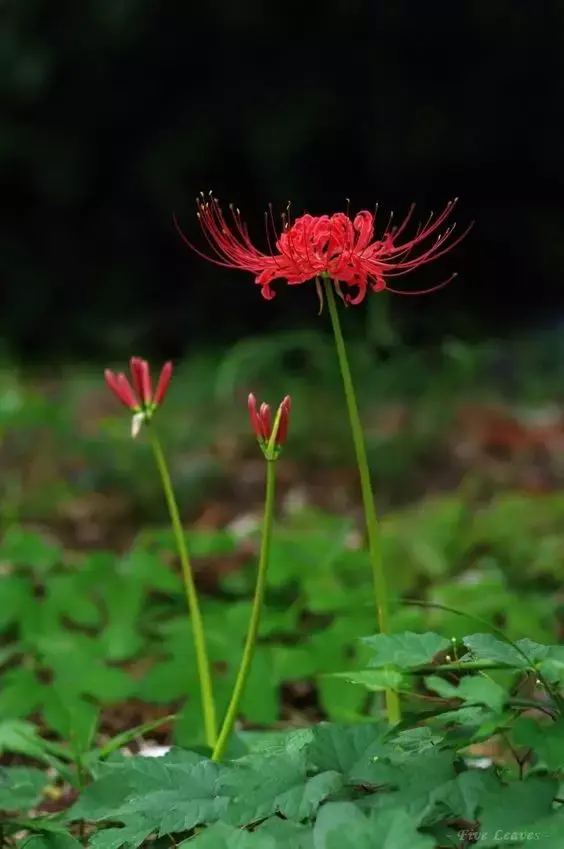 彼岸花，微信头像，彼岸花（48张彼岸花图，真是美极了）