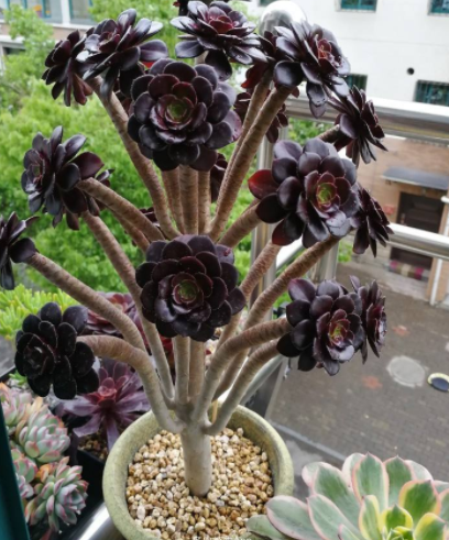 常见的八种多肉植物，各种各样的多肉植物（6种“小多肉”）