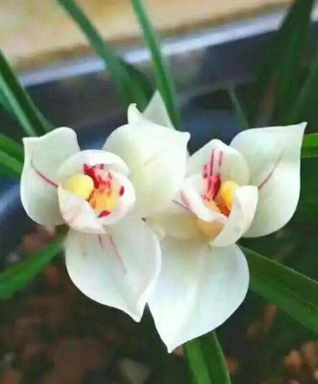 龙根是什么意思（几十万1苗的兰花死亡）