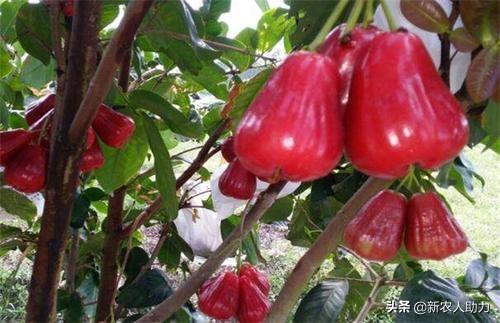 莲雾种植技巧真不难，莲雾种植几年可以挂果（莲雾种植需要啥样的环境条件）