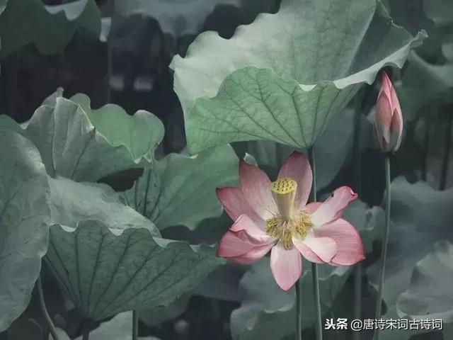 关于亲情的诗句，关于亲情的诗句和赏析（每一种情都让人无法割舍）