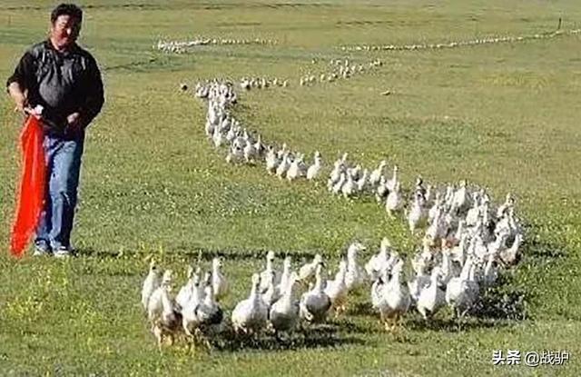 蝗虫最怕的四种天敌，但并非什么鸭子都能上阵杀蝗