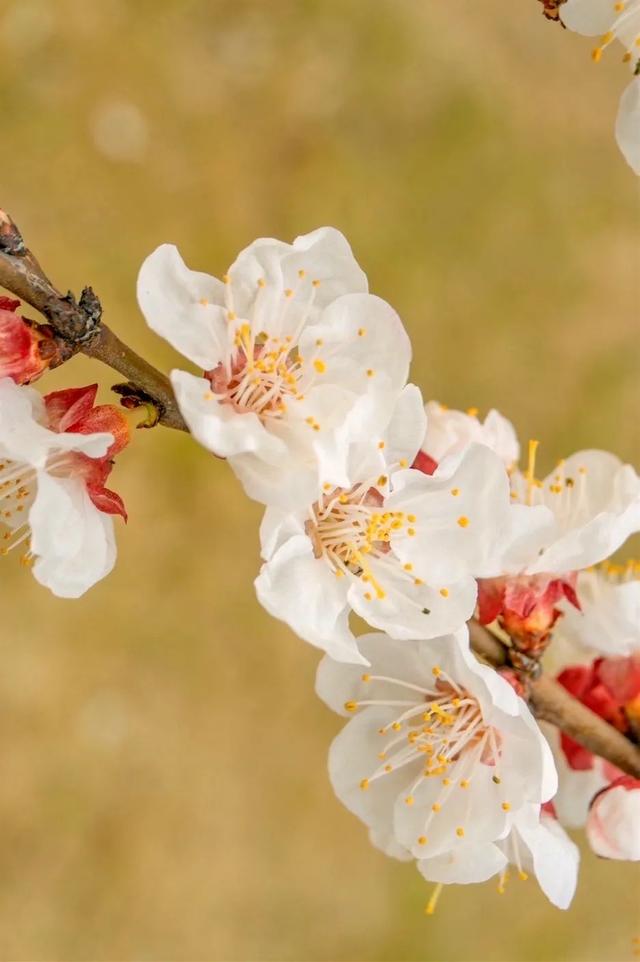 花柄花梗茎的区别，花梗和花茎的区别（一树一树的花花花花花花开）