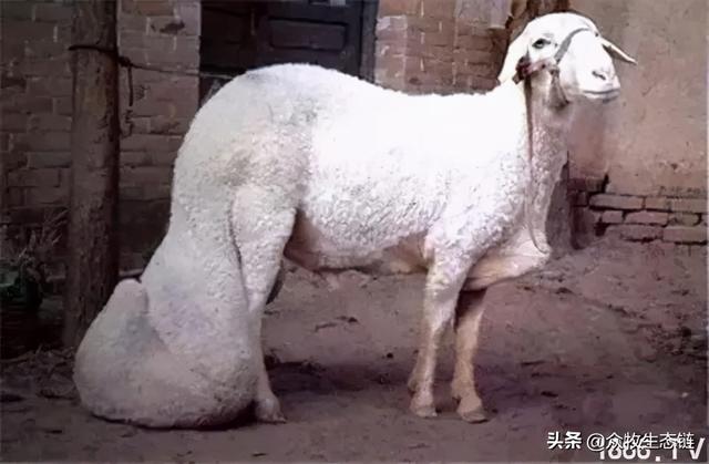 大同特产，世界上最好的羊，看看都在哪（大同特产有什么可以送礼的）