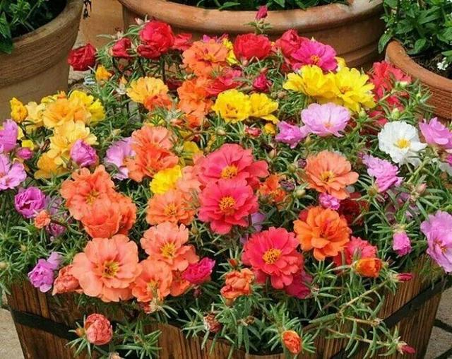 儿童简笔画蒜苗的画法，儿童画蒜苗简笔画图片（快培养一下你家的小花匠）