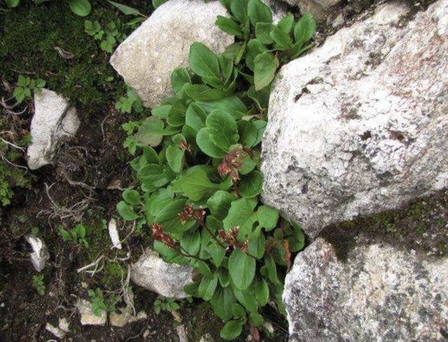 岩白菜（岩白菜苖），价值不输“牛筋草”（岩白菜哪里有卖的）