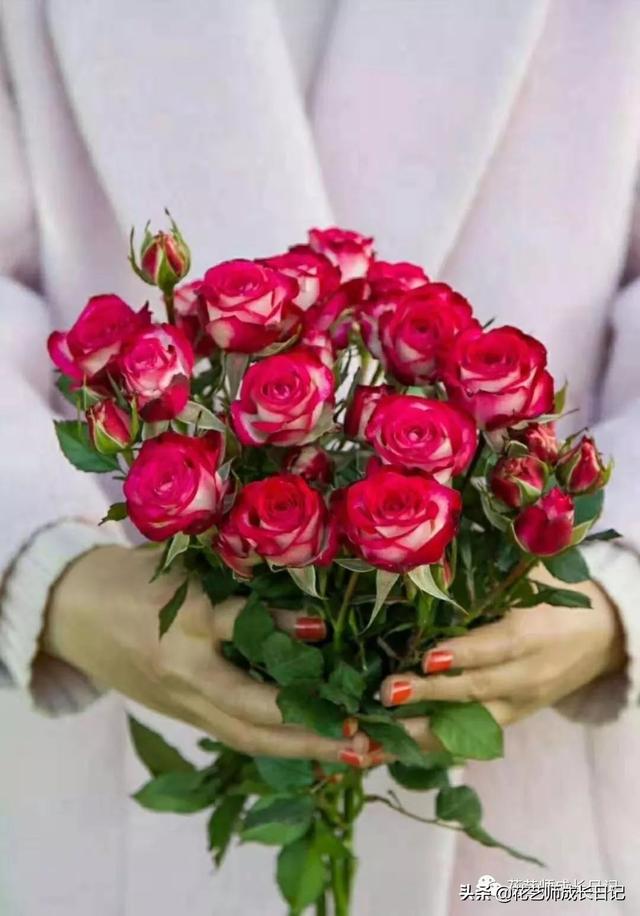 多头玫瑰花语，多头玫瑰花语是什么（白红交融的高级配色）