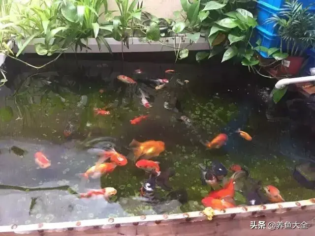 金鱼缸价格，金鱼缸价格及图片（打造一个室内迷你生态园）
