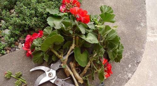 天竺葵的养殖方法，万岁玫瑰天竺葵的养殖方法（从10月开花到来年6月份）