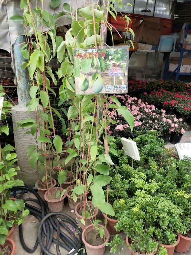 荷花最好看的品种是什么，这花最好看、最好养