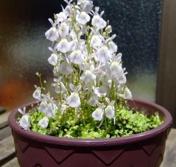 猪笼草有什么特点，猪笼草有什么特点 百度网盘（长相特别的5种食虫植物）