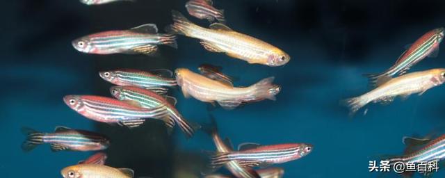 斑马鱼是流氓鱼，为什么说斑马鱼是流氓鱼（斑马鱼可以和黑壳虾一起养吗）