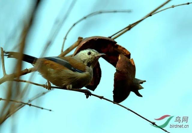 鹳怎么读，颧怎么读音读出来（鹬、鸫、鸲、鹟、鹎、鹳、鹮……这都是啥鸟）
