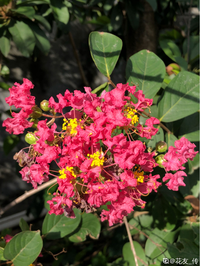 花的品种有哪些，常见花卉分类有哪些品种（80种常见植物图解）