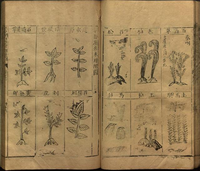 本草纲目全书带图，李时珍本草纲目全书（李时珍著《本草纲目》附图卷）