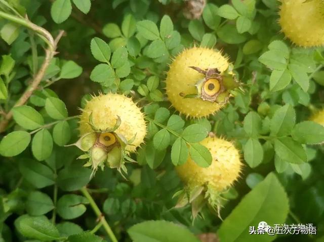 绣线菊亚科植物多具瞢荚果,少为蒴果,瞢荚果由离生心皮发育而来,是初生性状，或原始性状,蒴果由合（草莓上的小麻点真的只是种子吗）
