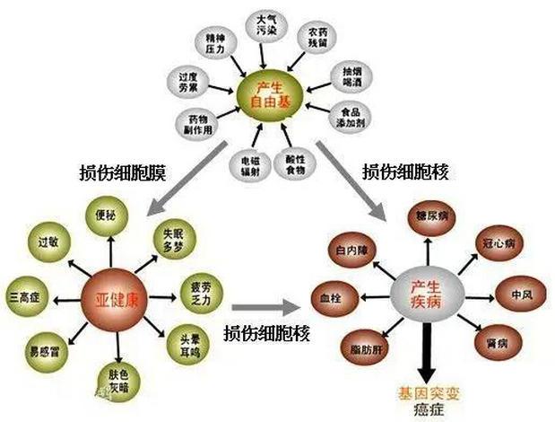 自由基对人体的伤害，自由基，这个杀手有点冷