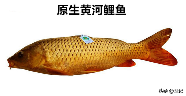 黃鯉魚可以吃嗎,黃金錦鯉魚可以吃嗎(還能不能成為