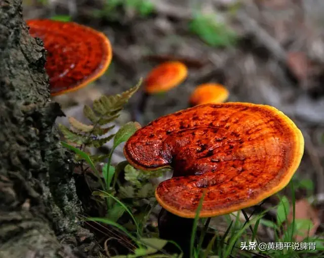 灵芝有几种颜色，灵芝有多少种类（灵芝的五色六类）