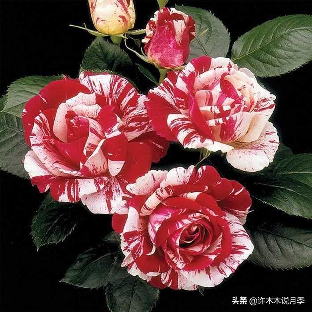 根瘤病用什么农药治,治疗根瘤病的药(月季癌症得了一个传染一大片) 根瘤病用什么农药治,治疗根瘤病的药(月季癌症得了一个传染一大片)