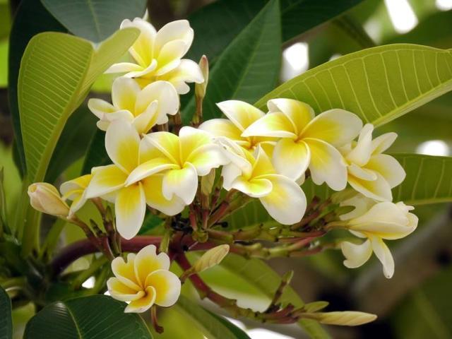 鸡蛋花怎么做，鸡蛋花的作用（鸡蛋开花挂满树梢）