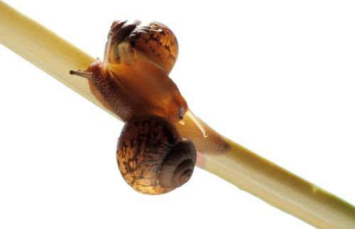 蜗牛的呼吸器官是什么,蜗牛有什么呼吸(地球上最常见的软体动物)