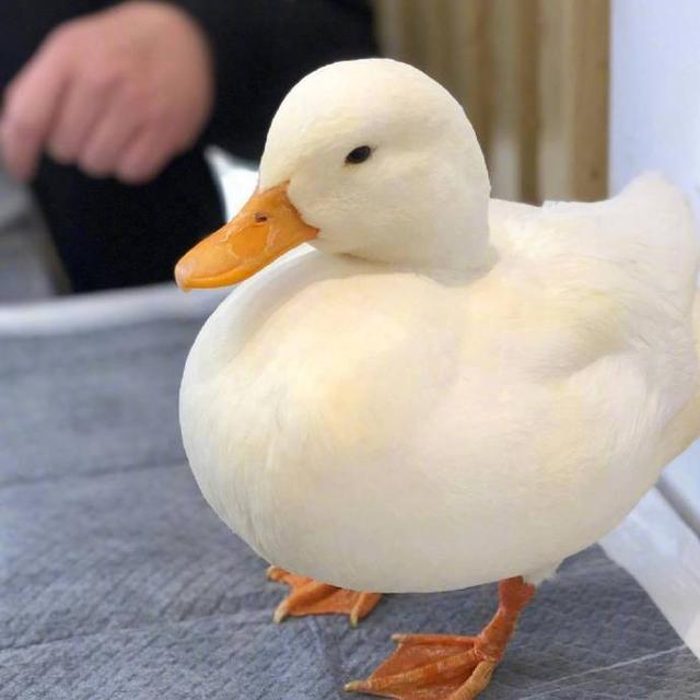 可爱捏，卡哇伊ฅฅ，微信头像，可爱捏，卡哇伊ฅฅ（可爱头像，卡哇伊！）