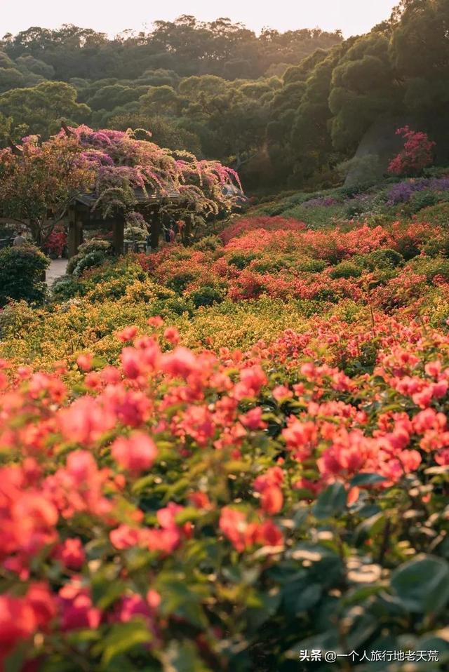 厦门最繁华的地方，厦门十大夜景最美的地方是什么（厦门却安静得令人心疼）