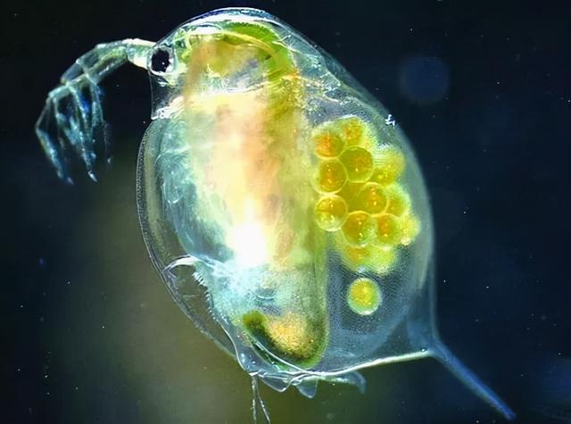 水蚤怎么养，水蚤怎么养繁殖快（一个水族鱼友玩家说的水蚤养殖方法）