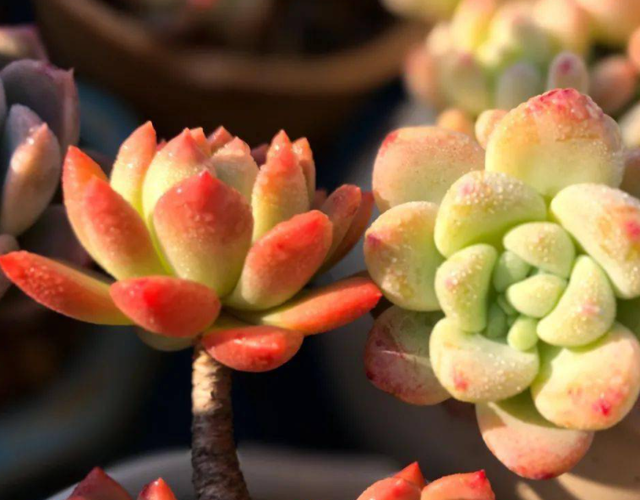 白月影怎么养出状态，如何把白月影养出状态